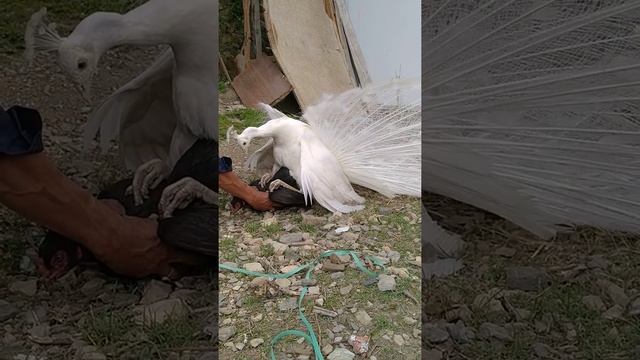 peacock chicken hybrid смотреть онлайн