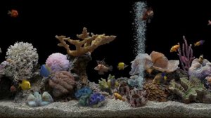 Aquarium on a black background. Аквариум на чёрном фоне.