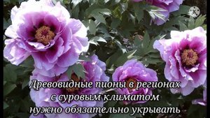 Как укрыть пионы на зиму