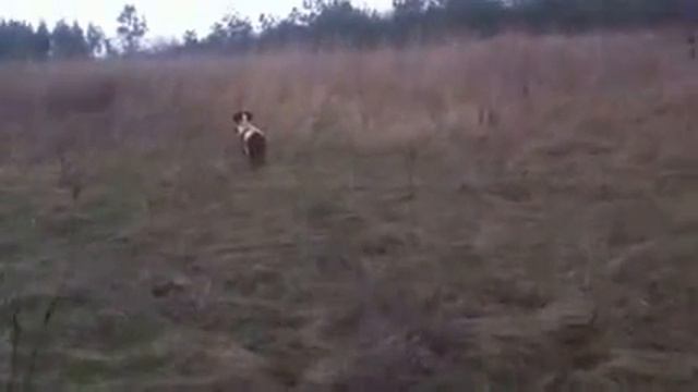 Эпаньол бретон охота на куропаток смотреть онлайн