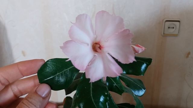 Адениум из "махровых семян". Что зацвело? смотреть онлайн