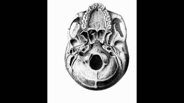 Анатомия черепа| Наружное основание мозгового отдела смотреть онлайн