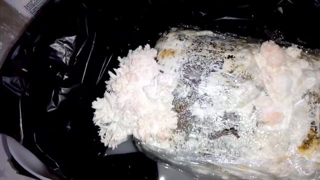 Подробно и доступно как вырастить грибы Ежевик гребенчатый дома на подоконнике