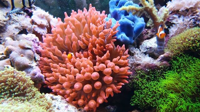 4K Amphiprion Ocellaris Clownfish Video