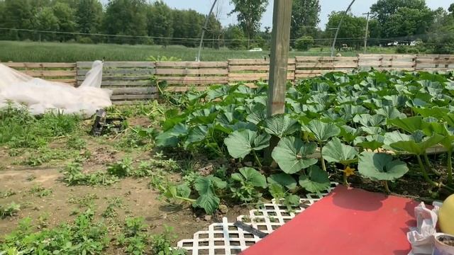 Leaf Life Expectancy Stump Covers Giant Pumpkins & more смотреть онлайн