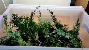 Черенкование хвойных осенью и зимой в домашних условиях, часть 1