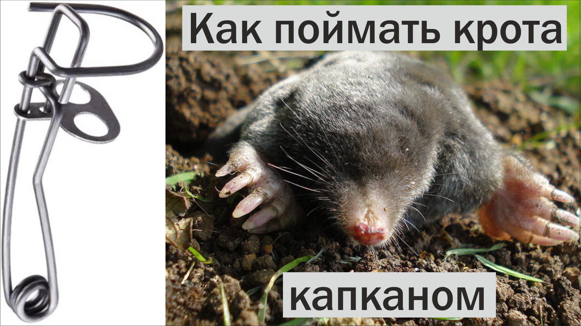 Крота сердца