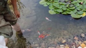 Декоративный водоем на даче. Зарыбление пруда