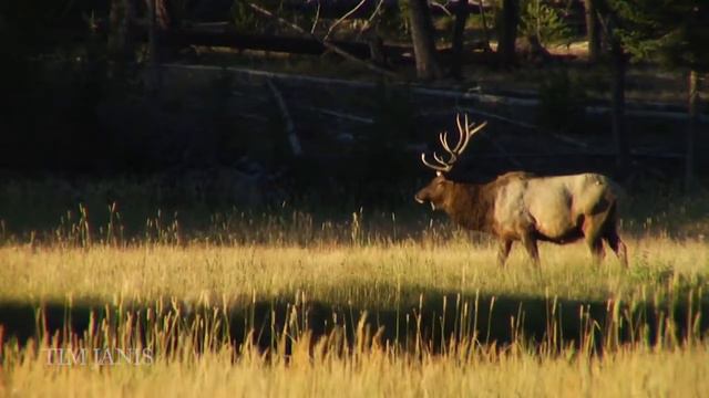 Beautiful Instrumental Hymns, Peaceful Music, Piano & Flute "Great is thy Faithfulness" Tim Janis смотреть онлайн