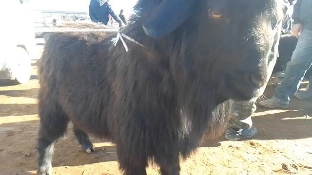 12 Ноября 2023 Шымбай Кой ешки базары бахалары / Шымбай мал базар/ Каракалпакстан /Агробизнес