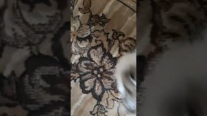 Как почистить шерсть кошки  без купания и без химии!