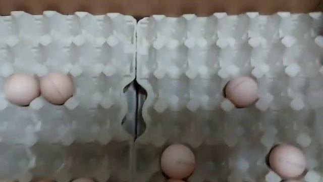 Инкубационное яйцо Кобб-500 Словакия и Германия, отзыв. смотреть онлайн