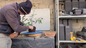 Как сделать бонсай из лимона. 10 декабря 2023 г.