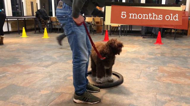 Frodo the Barbet | 7 weeks to 12 months смотреть онлайн