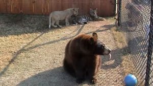 Невероятно! Медведь, лев и тигр живут мирно!