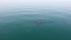 Гренландские киты бухты Врангеля 2021