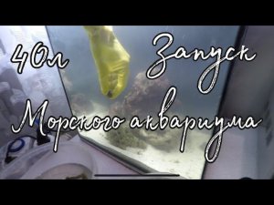 Запуск морского аквариума на 40 литров