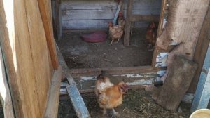 Купила китайского петуха. Как куры и петух встретили его