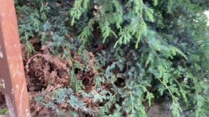 Фигурная стрижка можжевельников