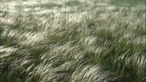 Ковыль-трава и звуки степи Приазовья