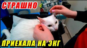 Vlog ➤ КАК КОШКАМ ДЕЛАЮТ ЭКГ И МЕРЯТ ДАВЛЕНИЕ / ЗАМУЧИЛИ КОШКУ 😢😢 / 3 часть