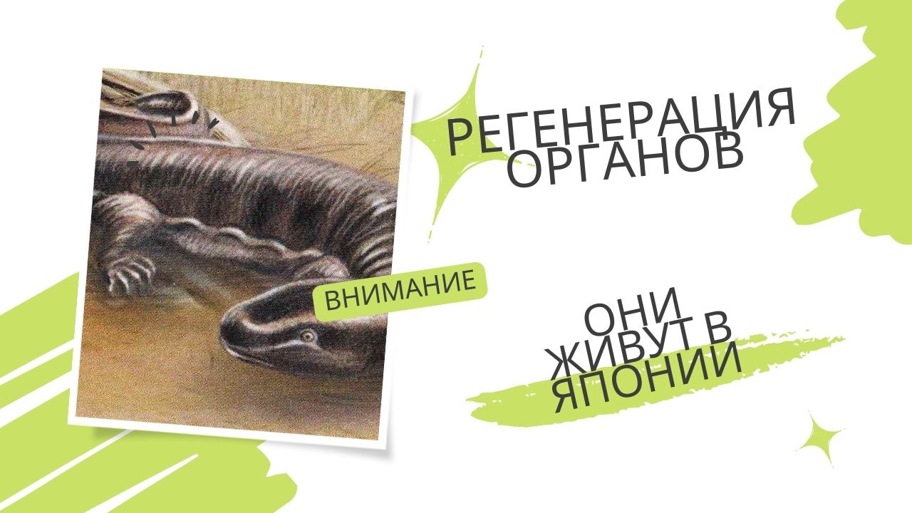 Регенерация органов. Они живут в Японии.