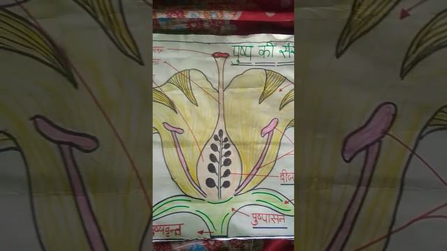 Biology , structure of flower,Class-12th pusp ki sanrachana, Parts of flower смотреть онлайн