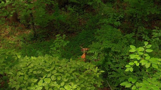 Air hunting by mavic 2 pro смотреть онлайн