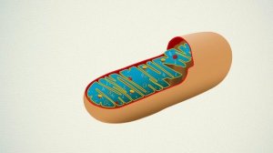 Цитология.Двумембранные органоиды клетки.Митохондрия.mp4