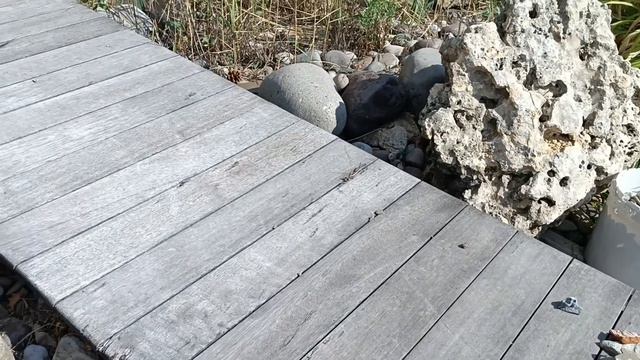 История уцелевшего сада. Прошлое и настоящее. Проект ландшафтного дизайна. Мариуполь2023