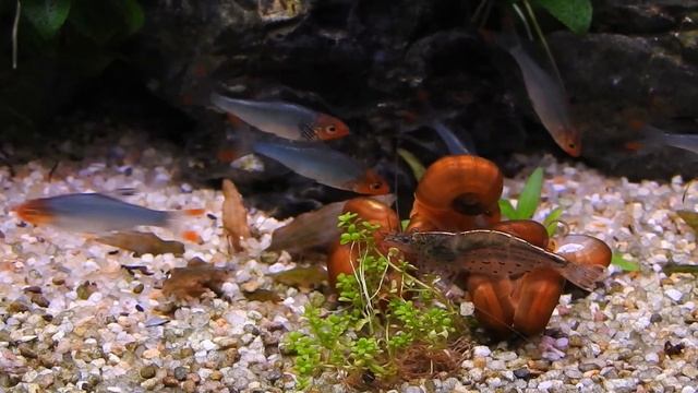 Rummy-nose Rasbora, Sawbwa resplendens, Feeding Frenzy! смотреть онлайн
