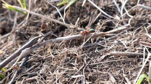 Красный лесной муравей (Formica rufa). Алексин 22.03.2022