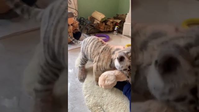 С МАЛЫШОМ ТИГРОМ