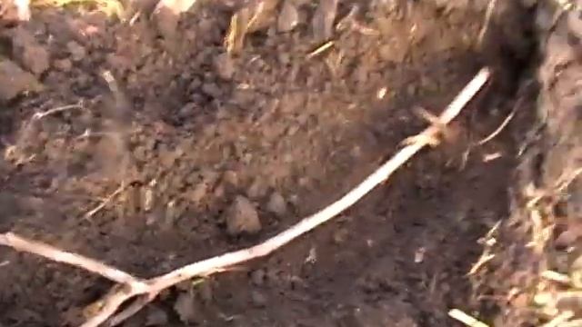 укрытие инжира на зиму Часть 2 смотреть онлайн