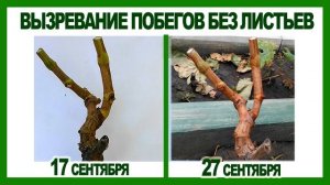 ? ЛИСТЬЯ ПОМЁРЗЛИ. А ВЫЗРЕЕТ ЛИ ЛОЗА ВИНОГРАДА? Как вызревает виноград без листьев.