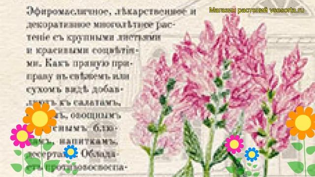 Шалфей мускатный Вознесенский 24. Краткий обзор, описание характеристик salvia officinalis смотреть онлайн