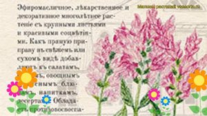 Шалфей мускатный Вознесенский 24. Краткий обзор, описание характеристик salvia officinalis