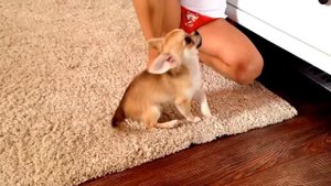 Чихуахуа ,первые дни дома