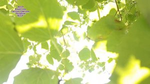 Осина   Лечебные свойства   Целебные свойства   Свойства полезные . Aspen  Medicinal properties