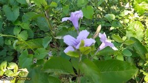 Golden flower or Ruellia is a flower whose seeds can pop in water