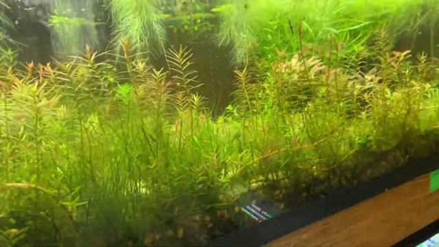 Совместимость петушков с другими рыбками кормление разведение все о петушках! смотреть онлайн