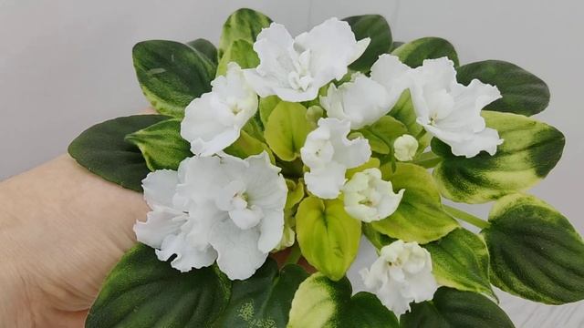 Фиалка OS-Дыхание Весны смотреть онлайн