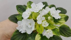 Фиалка OS-Дыхание Весны