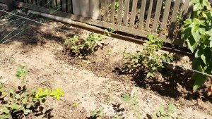 Жимолость из Бакчарского питомника.mp4