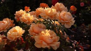 Роза ГОЛЬДЕЛЬЗЕ (Goldelse) / Розарий ЕЛЕНЫ ИВАЩЕНКО