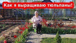 Тюльпаны весной. Как сажать, обрезать и выращивать тюльпаны