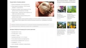 Как разбудить гиппеаструм после периода покоя, когда цветок просыпается в домашних условиях?