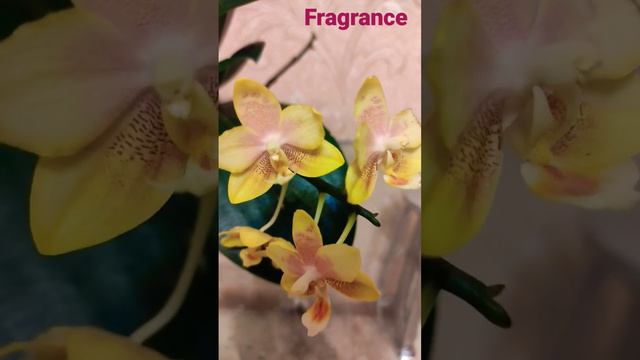 Скоро на каналі: супер ароматна орхідея Kalibri Fragrance Yellow і її порівняння з Yellow Chocolate