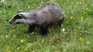 Baby Animals 4K - Amazing World Of Young Animals | Scenic Relaxation Film