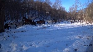 Охота в горах Северной Осетии на кабана.